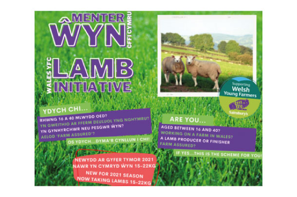 WYFC – Lamb Initiative